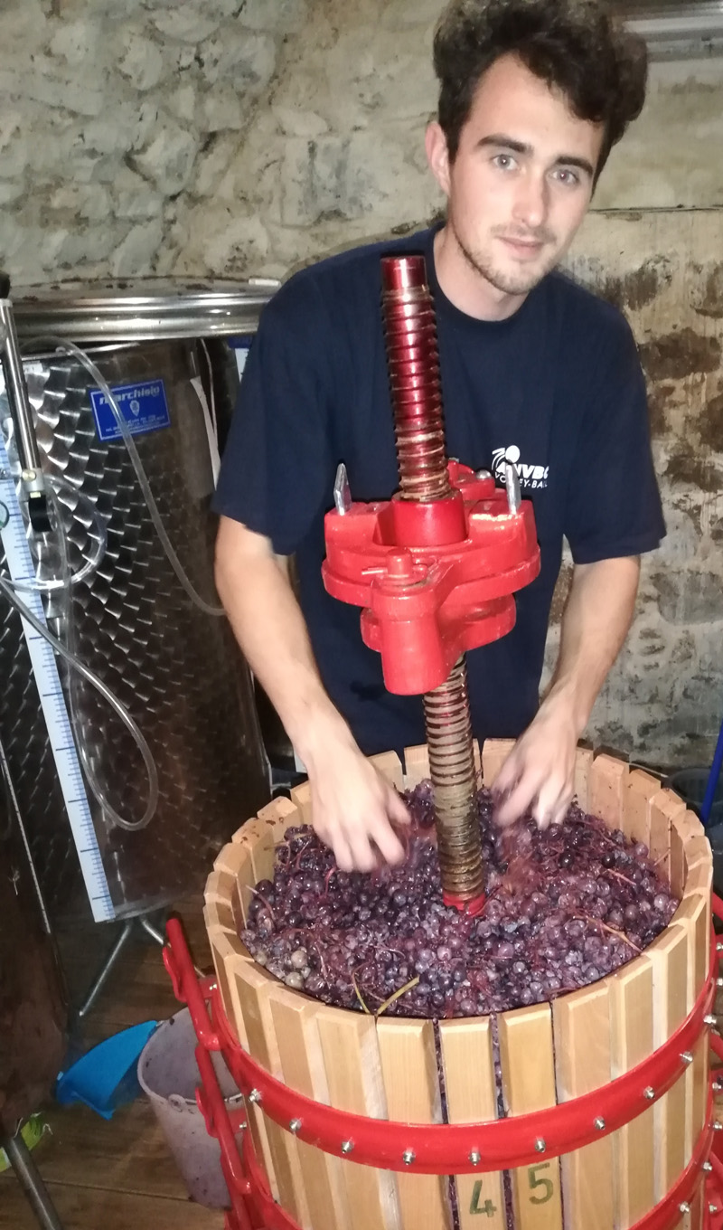 grenache